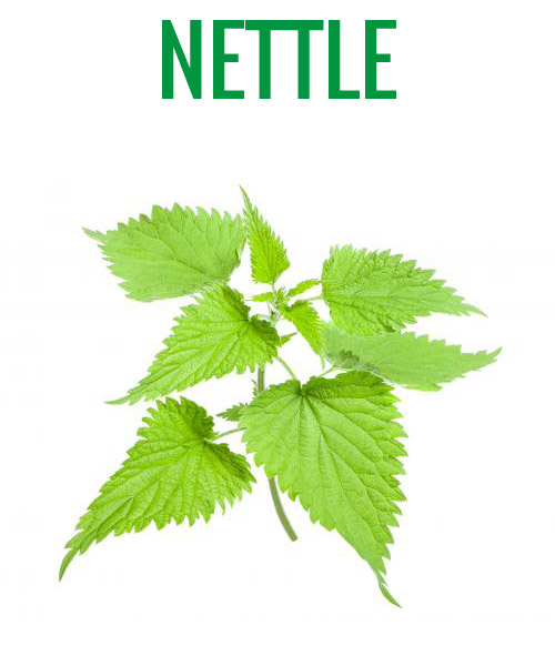 NETTLE